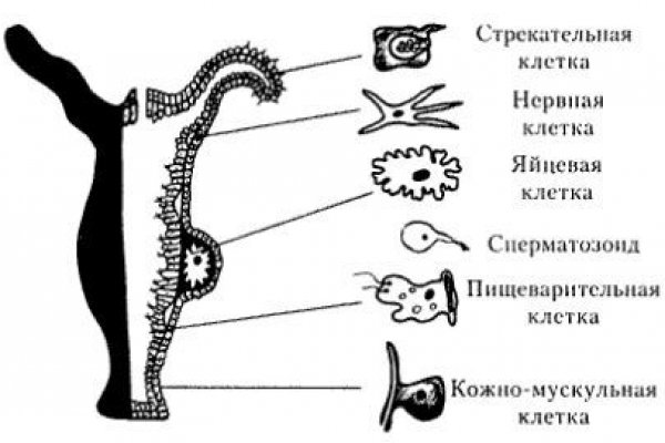 Кракен даркнет ссылка