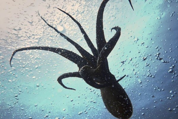 Kraken сайт вход